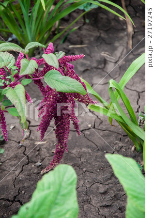 Amaranth blossoms in summer day 27197245