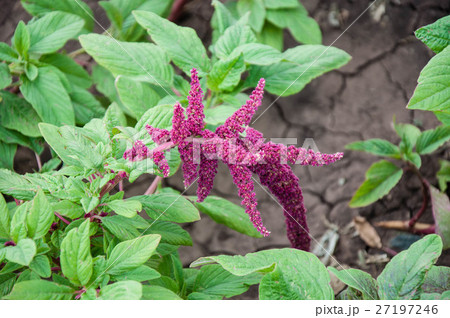 Amaranth blossoms in summer day 27197246