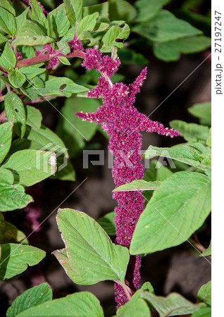 Amaranth blossoms in summer day 27197247