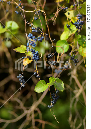 アオツヅラフジの実 アオツヅラフジの実 27197356