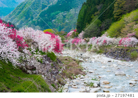 花桃の里 27197481