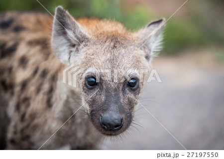 Young Spotted hyena starring at the camera. Young Spotted hyena starring at the camera. 27197550
