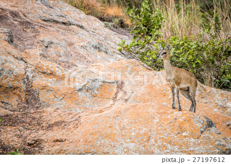 Male Klipspringer standing on rocks. Male Klipspringer standing on rocks. 27197612