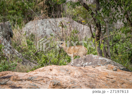 Male Klipspringer standing on rocks. 27197613