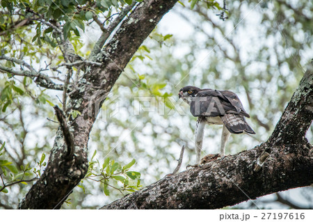 Martial eagle in a tree with a kill. 27197616