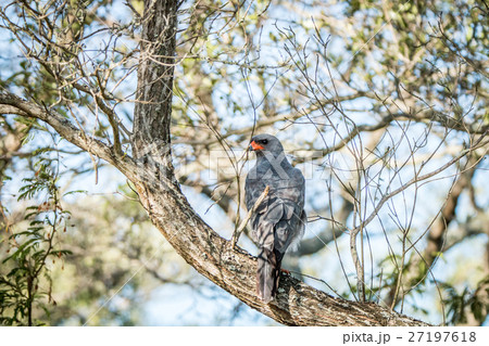 Dark chanting goshawk sitting on a branch. 27197618