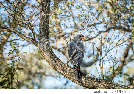 Dark chanting goshawk sitting on a branch. 27197619