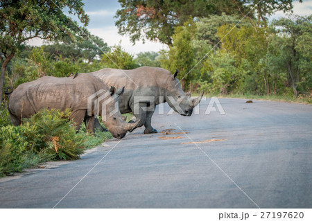 Two White rhinos crossing the road. 27197620