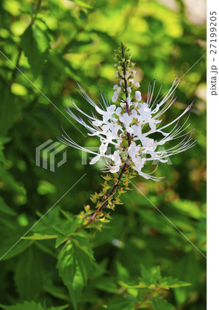 ネコノヒゲ 27199205