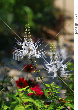 ネコノヒゲ 27199206