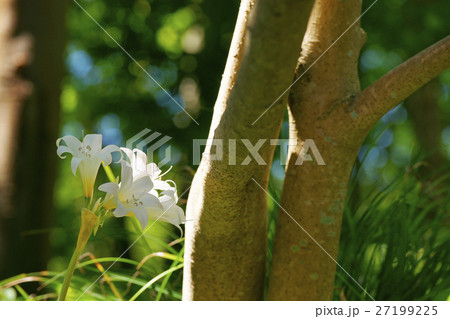 アマリリス・ベラドンナ アマリリス・ベラドンナ 27199225