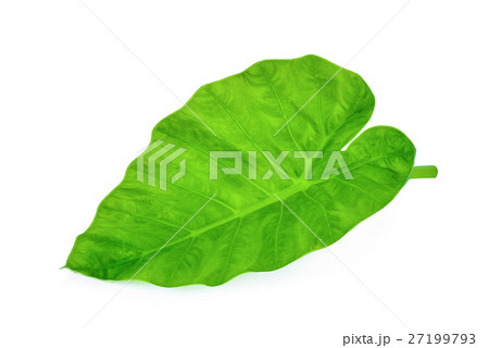 green caladium leaf isolated on white background 27199793