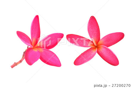 Pink frangipani flower on white background. 27200270