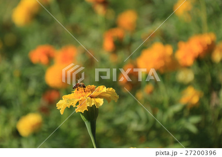 蜂 ハチ 蜜蜂 27200396
