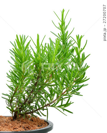 rosemary isolated on white background 27200707