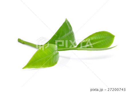 Green tea leafs isolated on white background Green tea leafs isolated on white background 27200743