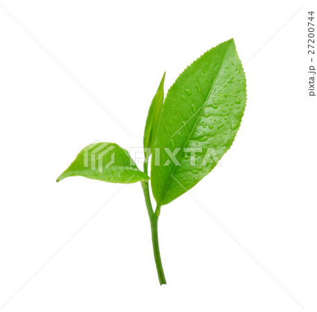 leaves Fresh green tea with drops of water leaves Fresh green tea with drops of water 27200744