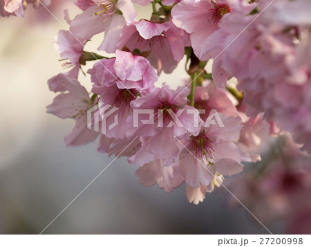 花 フラワー お花 27200998