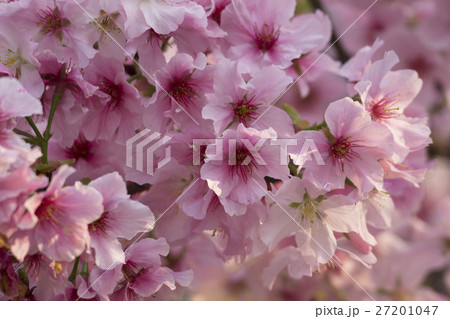 花 フラワー お花 27201047