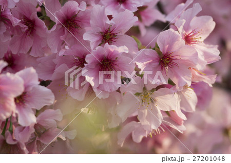花 フラワー お花 27201048