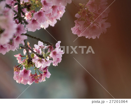 花 フラワー お花 27201064