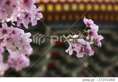 花 フラワー お花 27201068