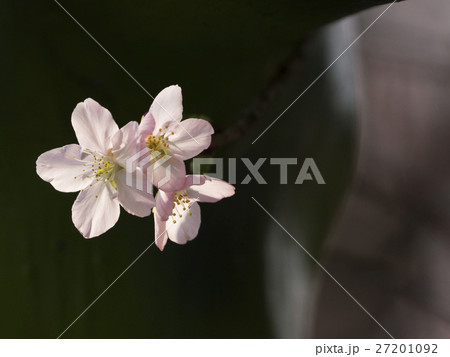 花 フラワー お花 27201092