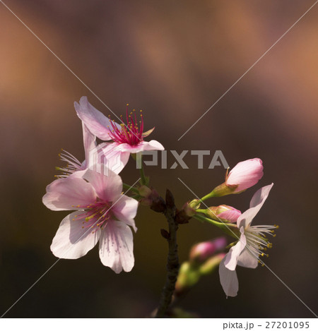 花 フラワー お花 27201095
