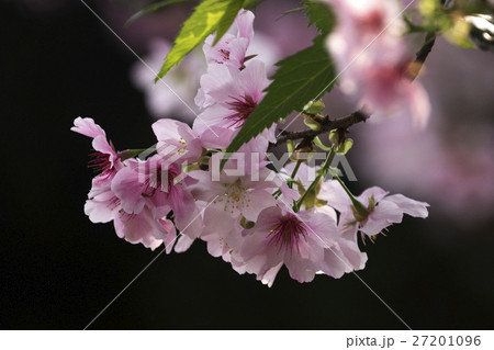 花 フラワー お花 27201096