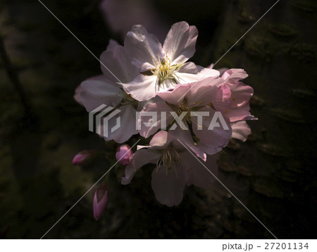 花 フラワー お花 27201134