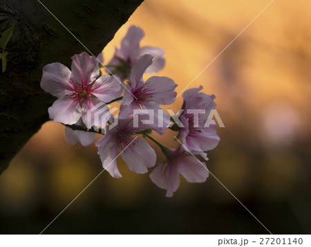 花 フラワー お花 27201140