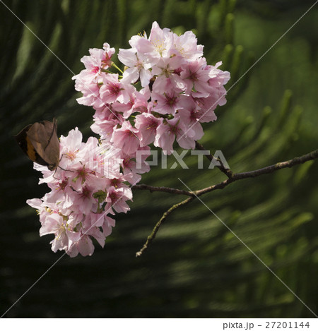 花 フラワー お花 27201144