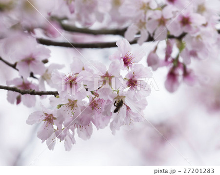 桜 さくら サクラ 27201283