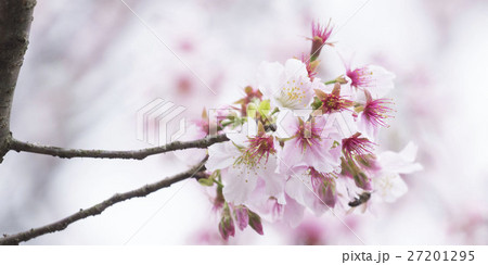 花 フラワー お花 27201295