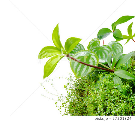 Watermelon peperomia, Peperomia pereskiifolia  27201324