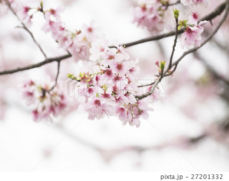 花 フラワー お花 27201332