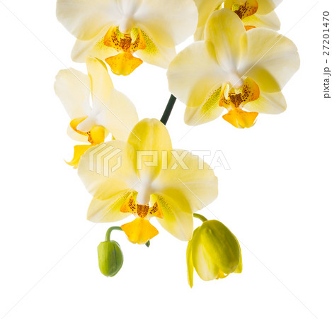 Blooming branch of yellow orchid, phalaenopsis Blooming branch of yellow orchid, phalaenopsis 27201470