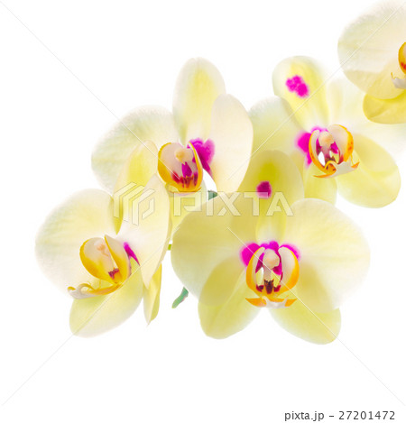 Branch of blooming yellow with purple spots orchid 27201472