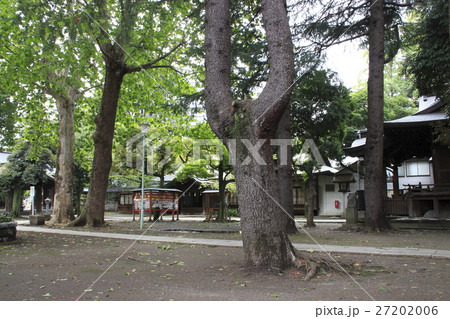 埼玉県 川口神社にて 埼玉県 川口神社にて 27202006