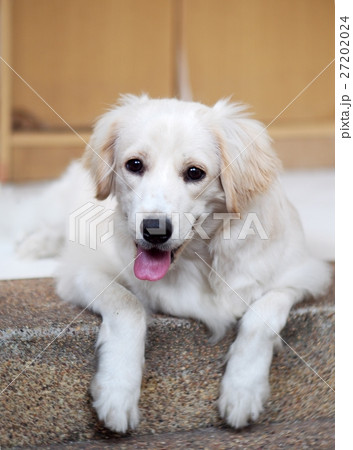 lovely funny white cute fat compact size young dog lovely funny white cute fat compact size young dog 27202024