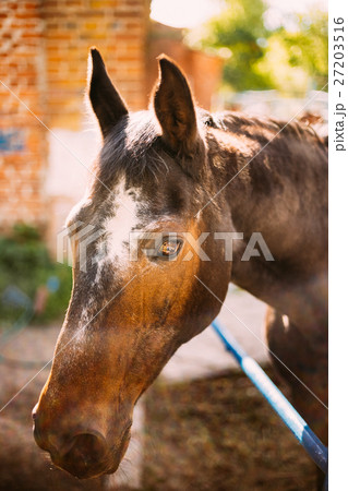 Brown Horse Photographed In Farm Paddock At Sunny 27203516