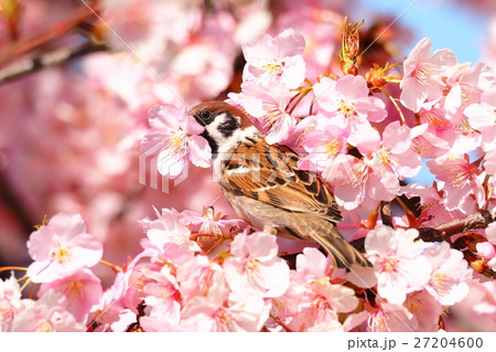 河津桜を咥えるスズメ 27204600