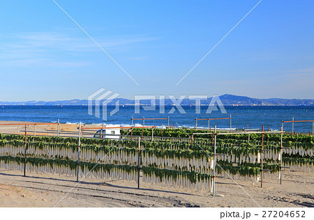 冬の三浦海岸の大根干し 27204652