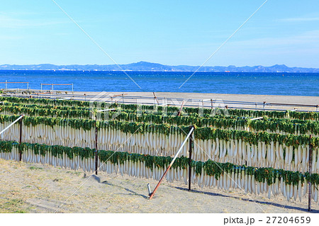 冬の三浦海岸の大根干し 27204659