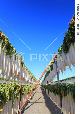 冬の三浦海岸の大根干し 27204663