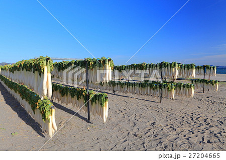 冬の三浦海岸の大根干し 27204665