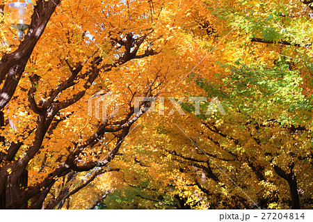 黄金色の銀杏並木を見上げる 黄金色の銀杏並木を見上げる 27204814