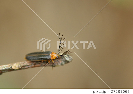 生き物　昆虫　キベリフサヒゲボタル、二月下旬。石垣島のバンナ岳麓の林内にて。体の大きさは五ミリほど 27205062
