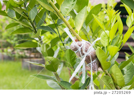 Plant Propagation Background 27205269