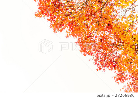 Beautiful Colorful Autumn Leaves Beautiful Colorful Autumn Leaves 27206936
